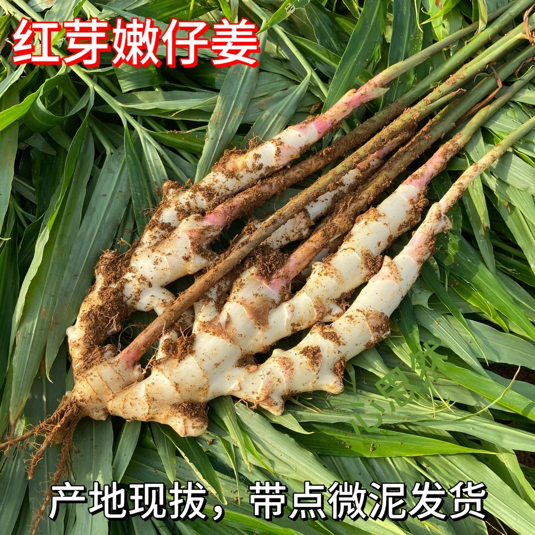 精品嫩姜仔姜，原产地现拔带微泥发货