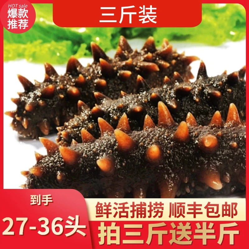 正宗大连底播鲜食海参三斤装27-36头（拍三斤送半斤）