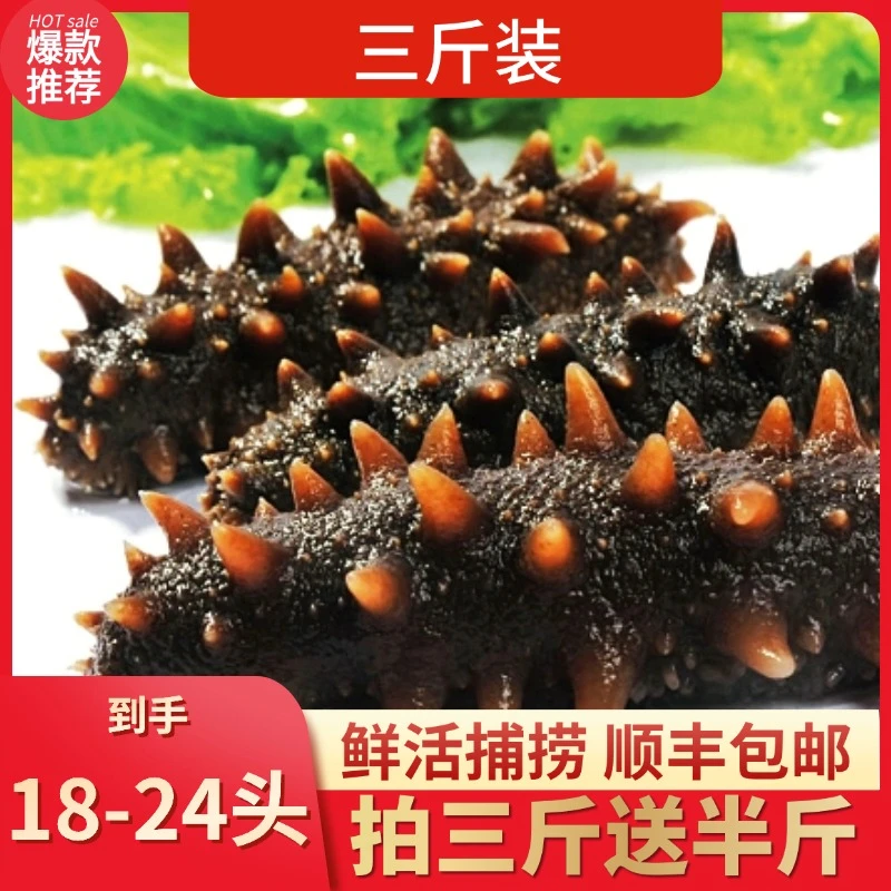正宗大连底播鲜食海参三斤装18-24头（拍三斤送半斤）
