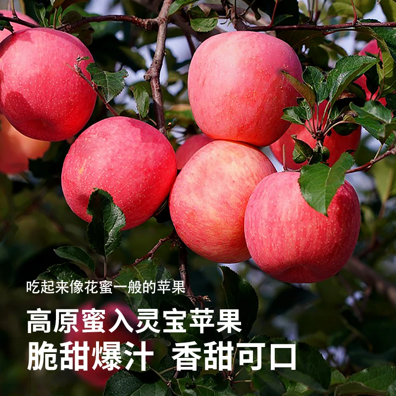 寺河山灵宝苹果整箱高山红富士脆甜多汁高山苹果天然富晒果