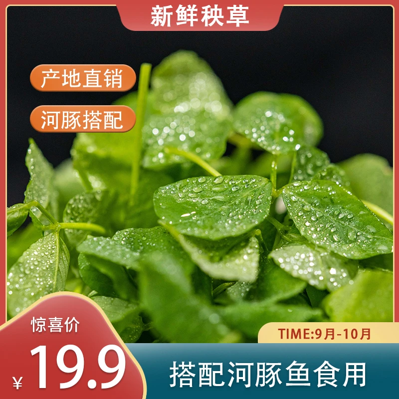 秧草 扬中草头{正宗扬中发货} 配菜100G