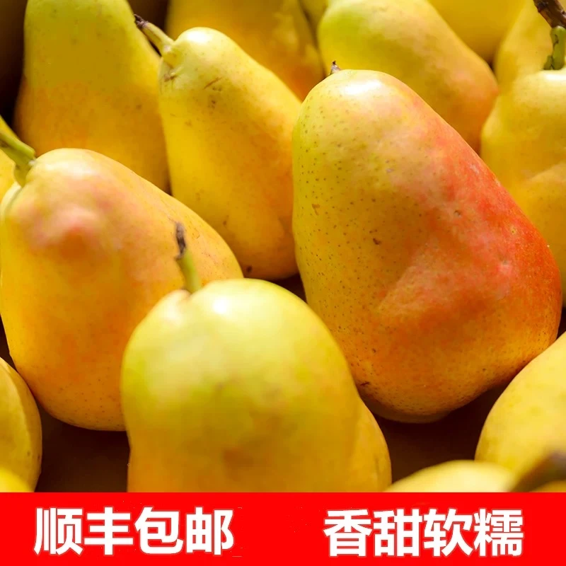 【顺丰包邮】正宗甘肃老品种香蕉梨新鲜应季香甜软糯多汁水果