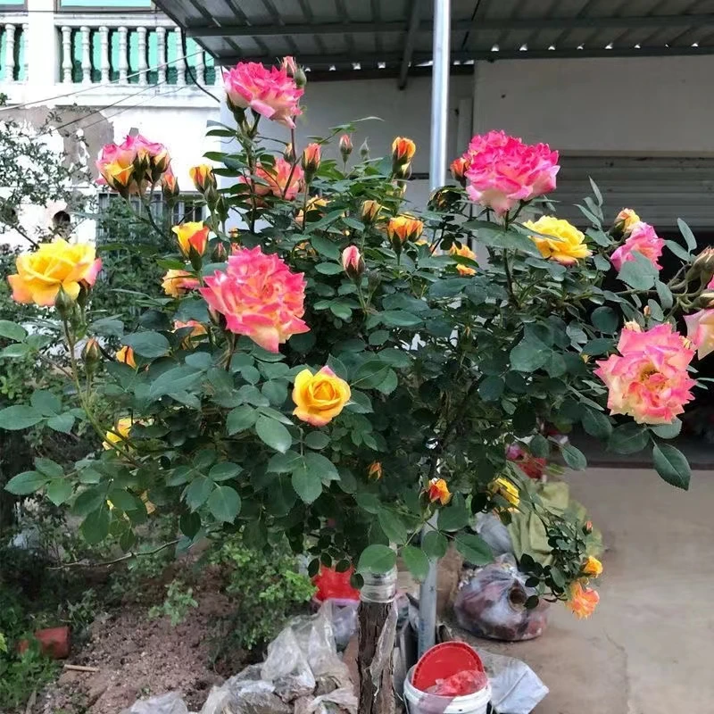顺丰包邮！滕彩虹棒棒糖月季花