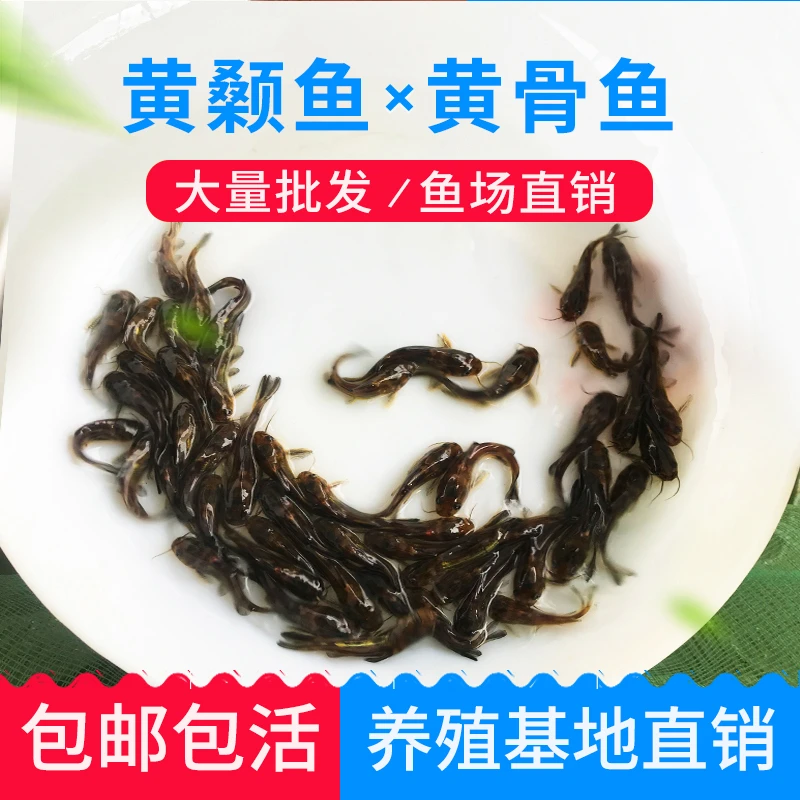 黄骨鱼苗淡水养殖食用黄颡鱼昂刺黄丫头三角峰黄鸭叫黄辣丁黄骨鱼