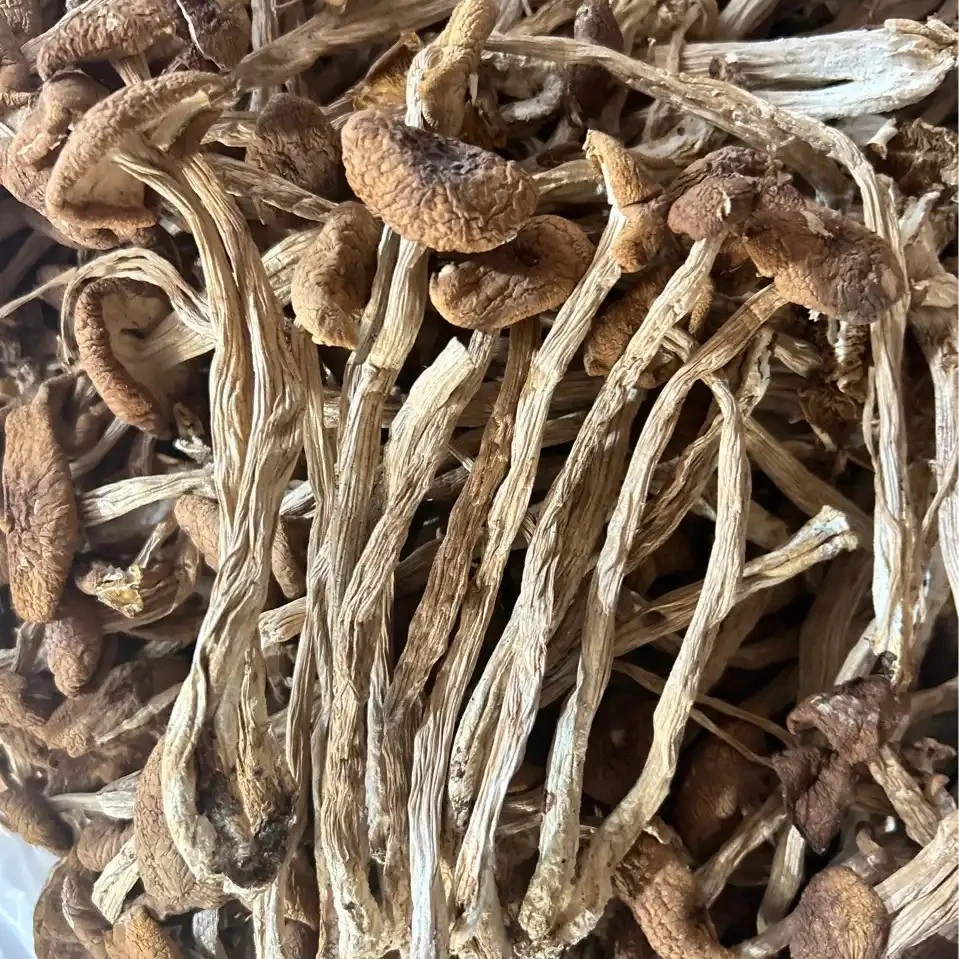 精选-散装茶树菇