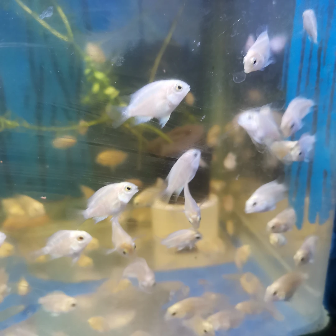 兰寿金鱼迷你鹦鹉鱼食土鲷钻石藩王鱼小丑鱼