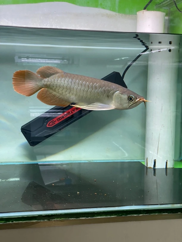 大湖红龙印尼红龙鱼纯正血统大鳍大尾