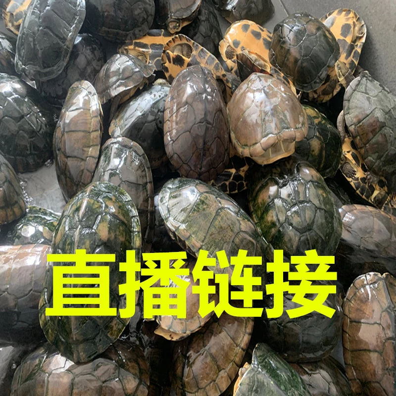 南石龟金钱龟直播专属链接海南