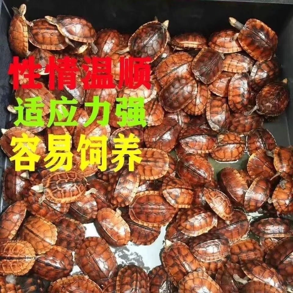 南石金钱龟中华龟直播链接