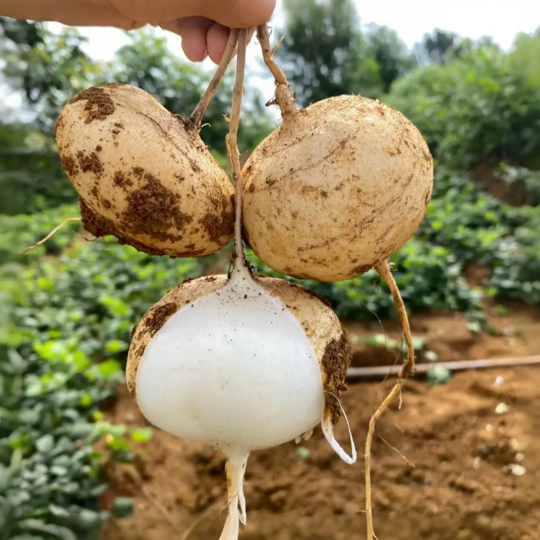 农家现挖凉薯（地萝卜）-皮薄脆甜多汁新鲜采摘清脆产地爽口