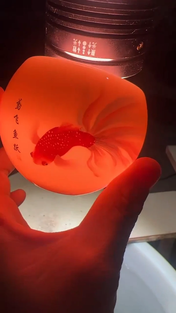 【闪购商品】瓷杯龙蛋鱼跃