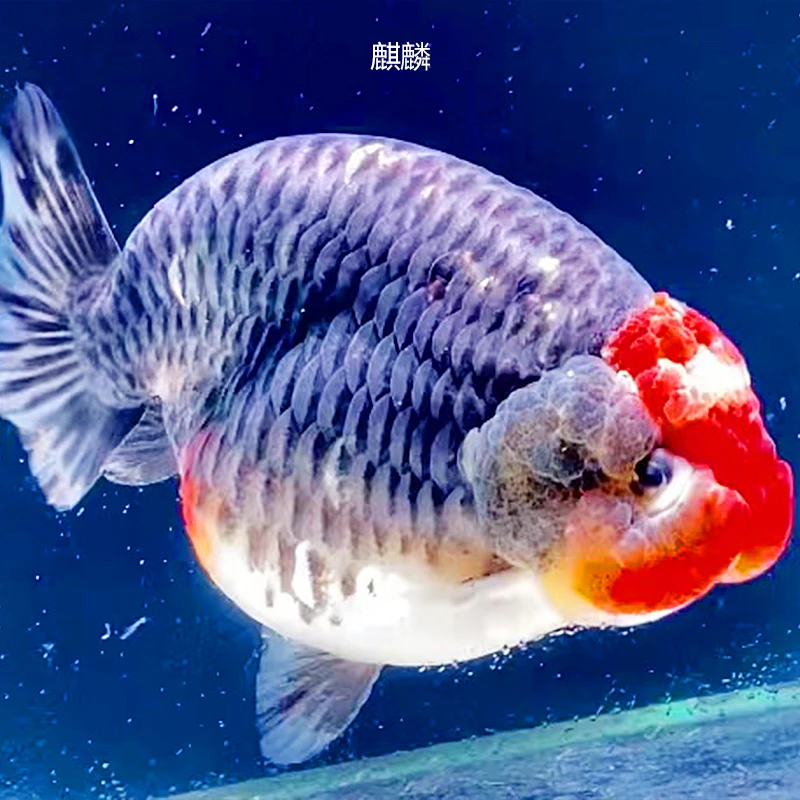 福州精品兰寿淡水的萌萌的娃娃脸淡水兰寿金鱼泰狮珍珠水族观赏鱼