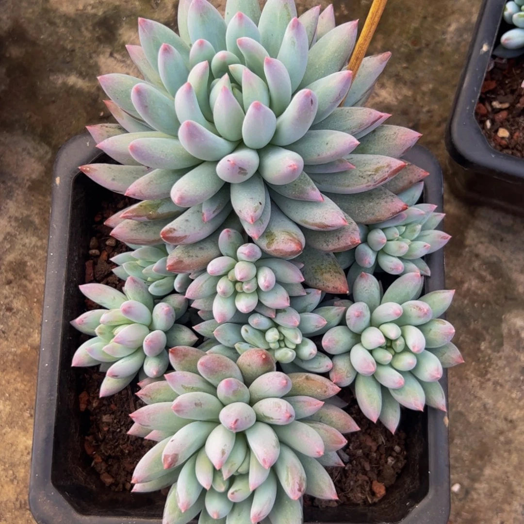 所罗门多肉，一物一拍、久久菲