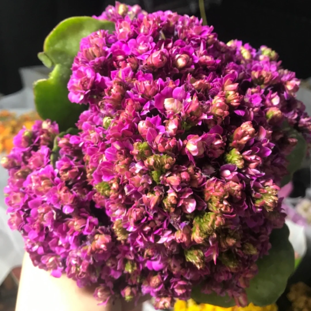 110盆小魔女花（一盆不发）花开紫色