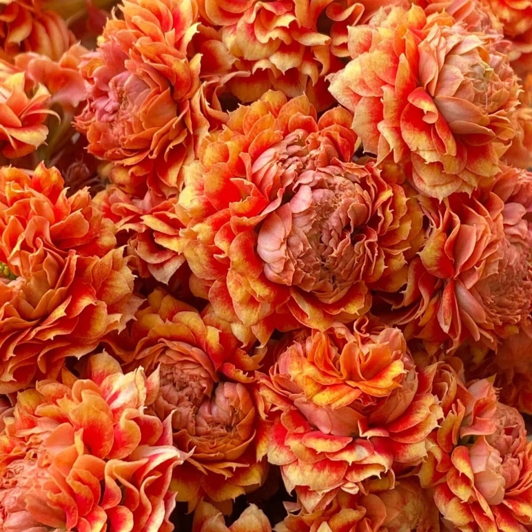 110盆凤栖梧桐花 （一盆不发）