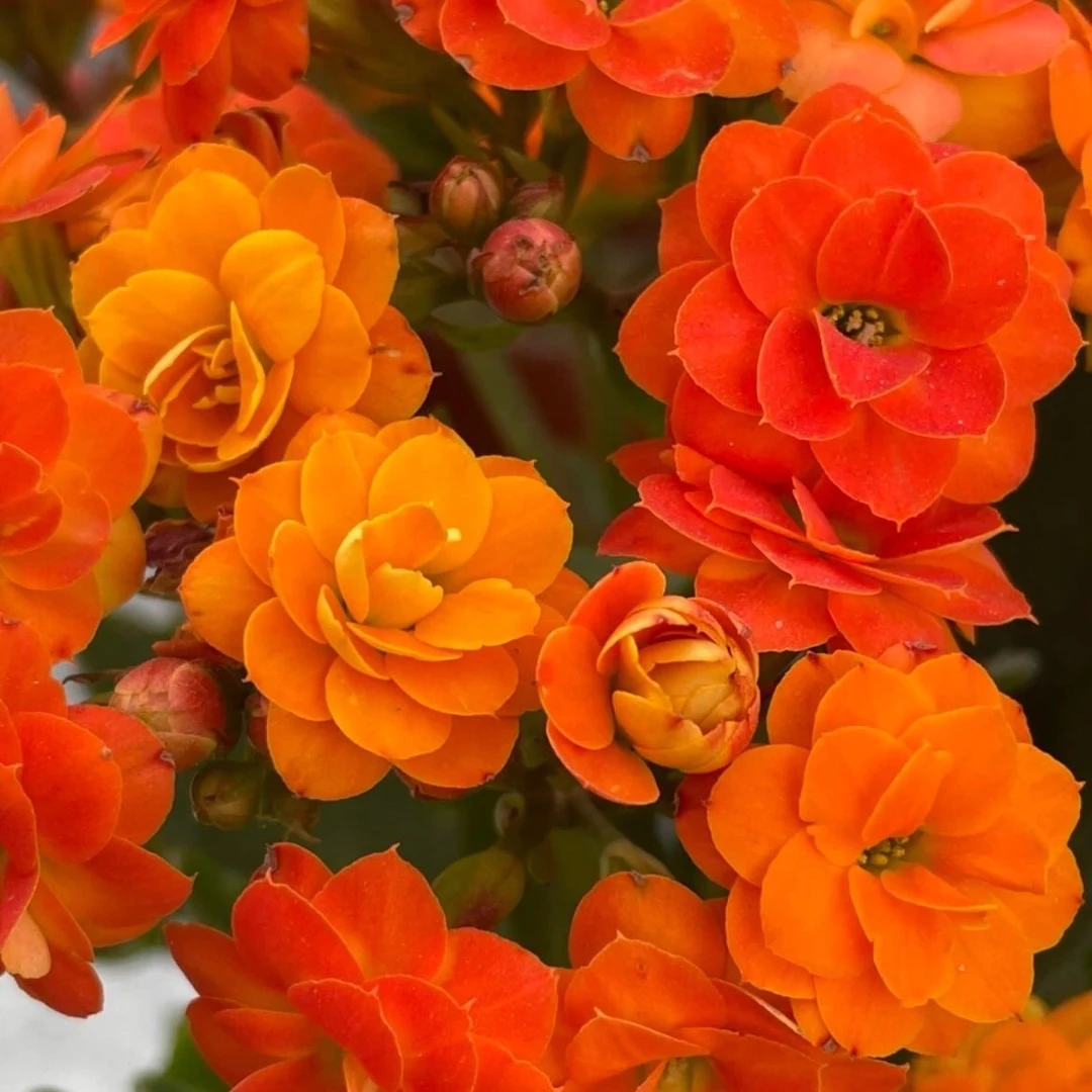 110索尔丹花 （一盆不发）开花是黄橙变色