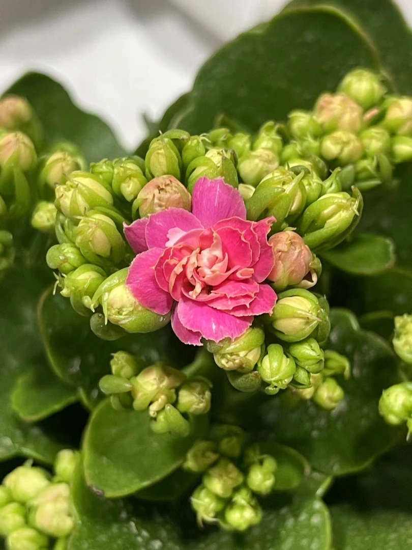 110盆扶摇花（一盆不发）开花酒粉色带波浪边边 新品测试