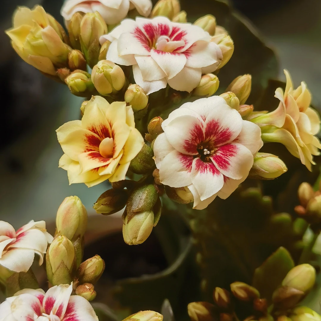 110盆梨花白猫眼（一盆不发）奶油色系猫眼