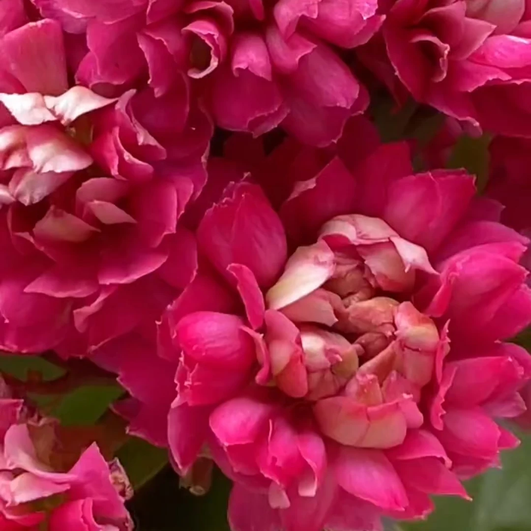 100昊景菠萝蜜 巨无霸花 （一盆不发）