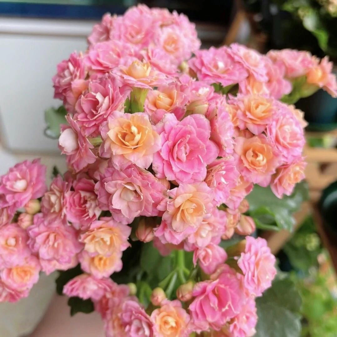 100盆大鹏长寿花（一盆不发）开花是橙粉色变色