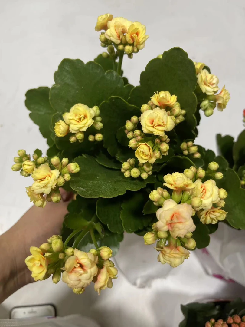 110盆鲲鹏花(一盆不发)黄粉变色带红色花心