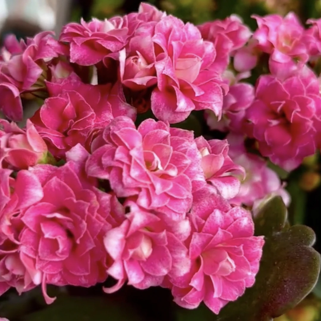 110盆花名是胭脂雪花（一盆不发）粉色带喷砂