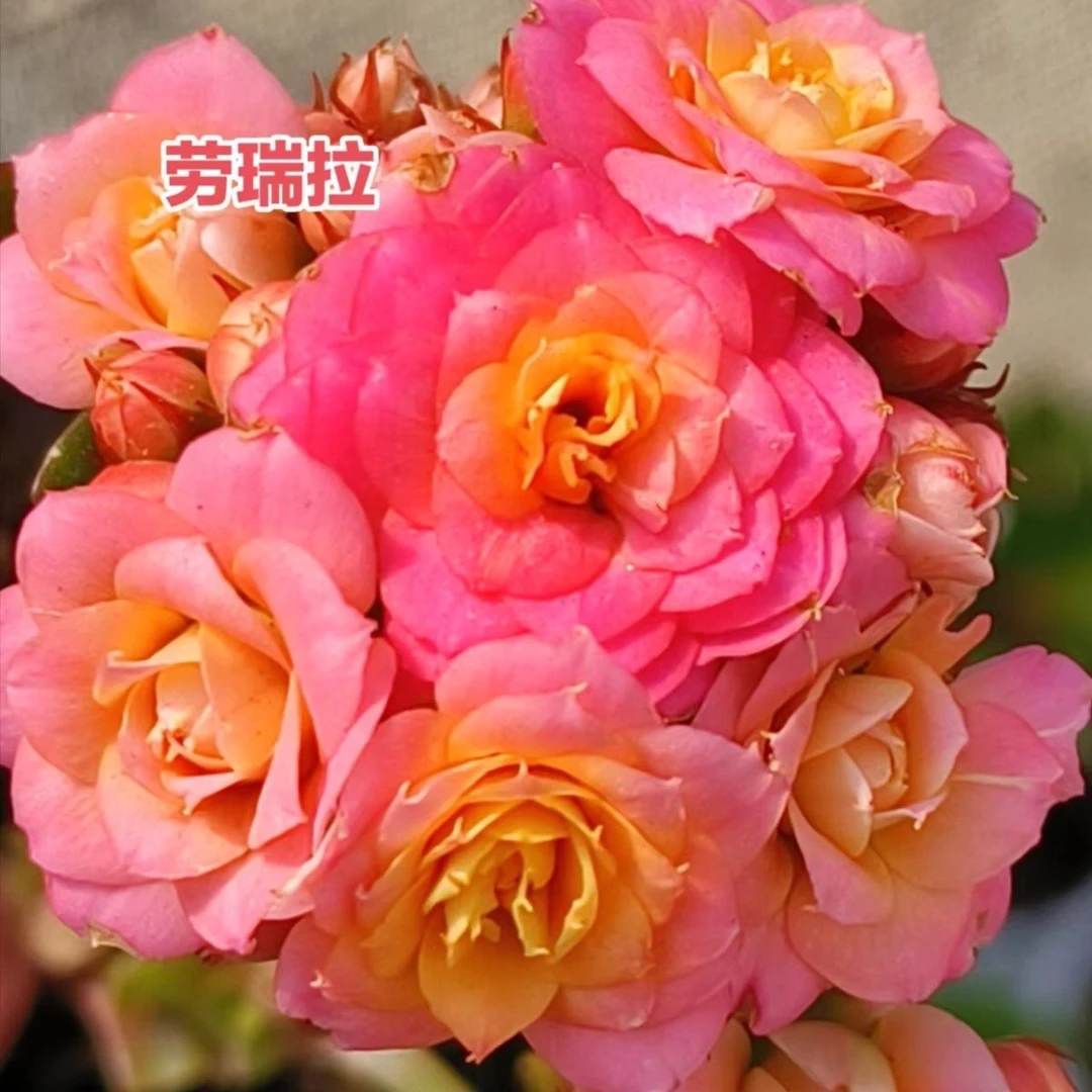 110盆劳瑞拉花 大鹏的升级版