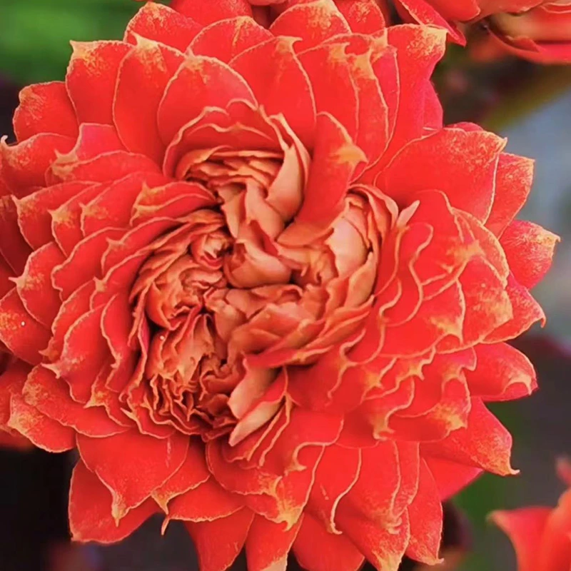 110盆花木兰(一盆不发)