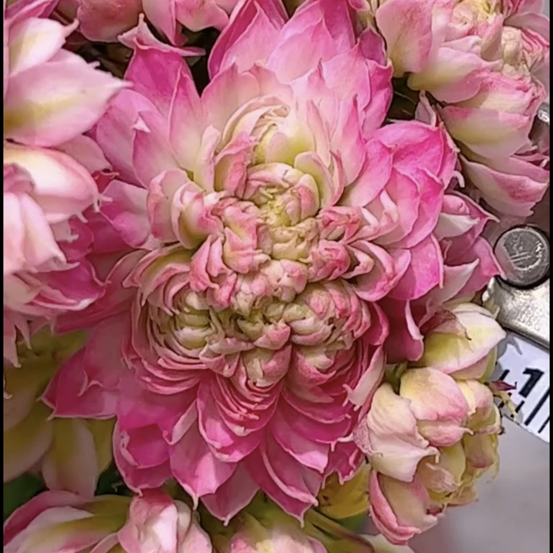 110盆巨星花 （一盆不发）