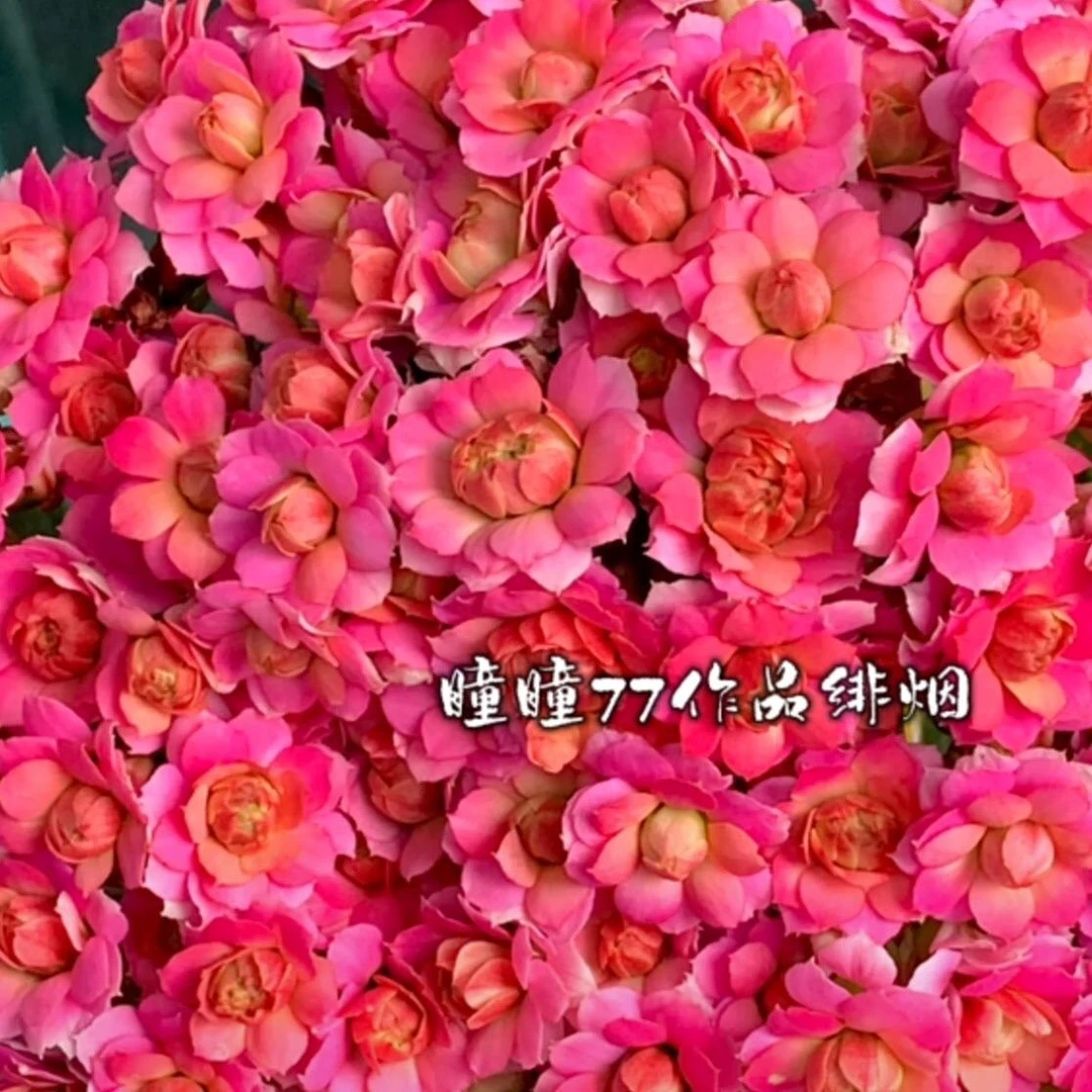 110绯烟彩瑶花 （一盆不发）开花烟熏紫色