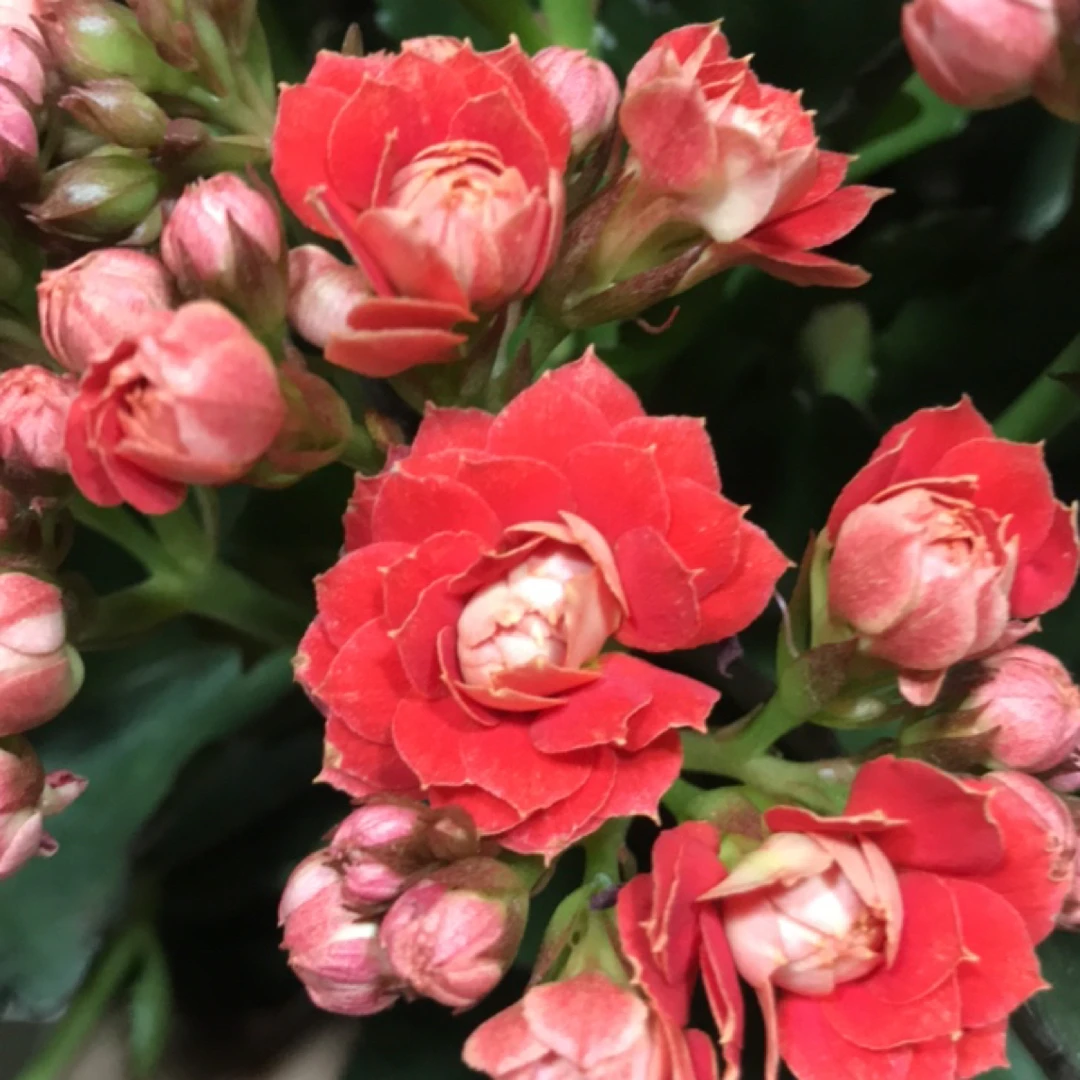110花名是圣火 也叫女王 开花是橙红色带洒金（一盆不发）