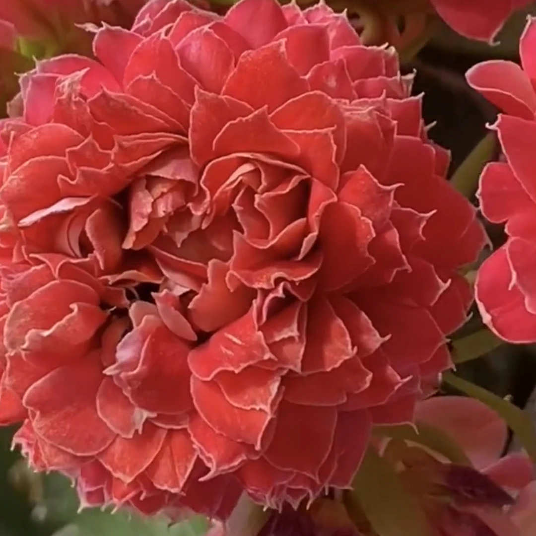 110盆异彩十里红妆花（一盆不发）