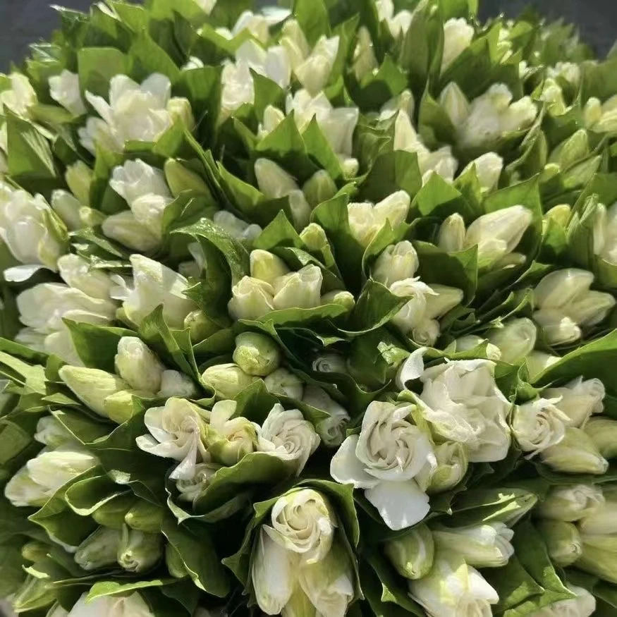 ZY小叶栀子花四季花客厅阳台办公室好养浓香