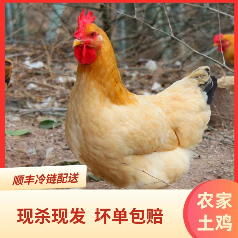 农家散养老母鸡五谷喂养 三只6斤左右 冷链运输