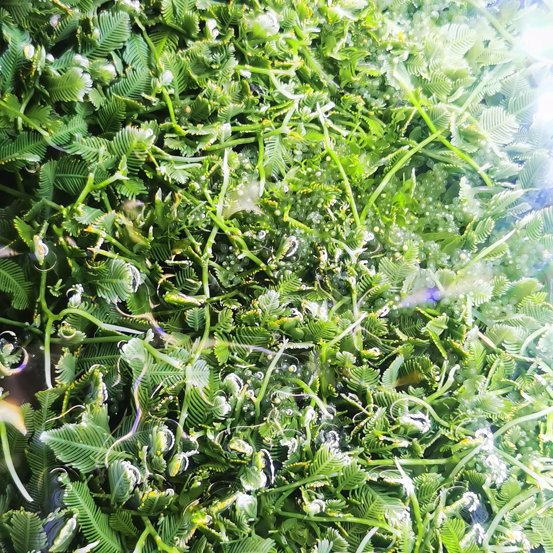 小羽毛藻葡萄藻海藻高等藻海水生物净化海缸水质吸收np