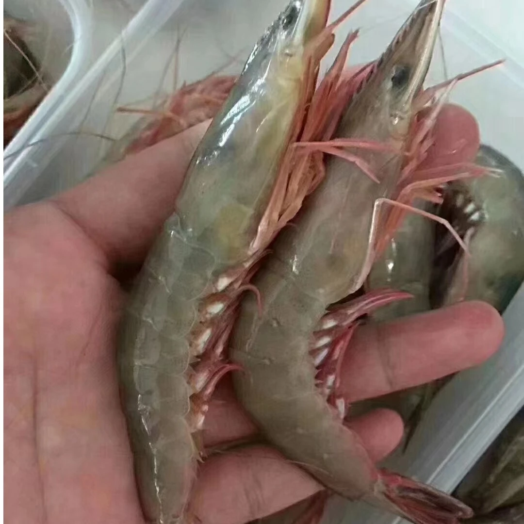 东海野生滑皮虾条虾