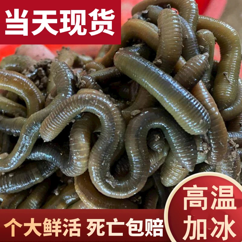 鲜活黑蚯蚓钓黄鳝青蚯蚓特大臭蚯蚓地龙活体蚯蚓野钓钓鱼鱼饵活铒