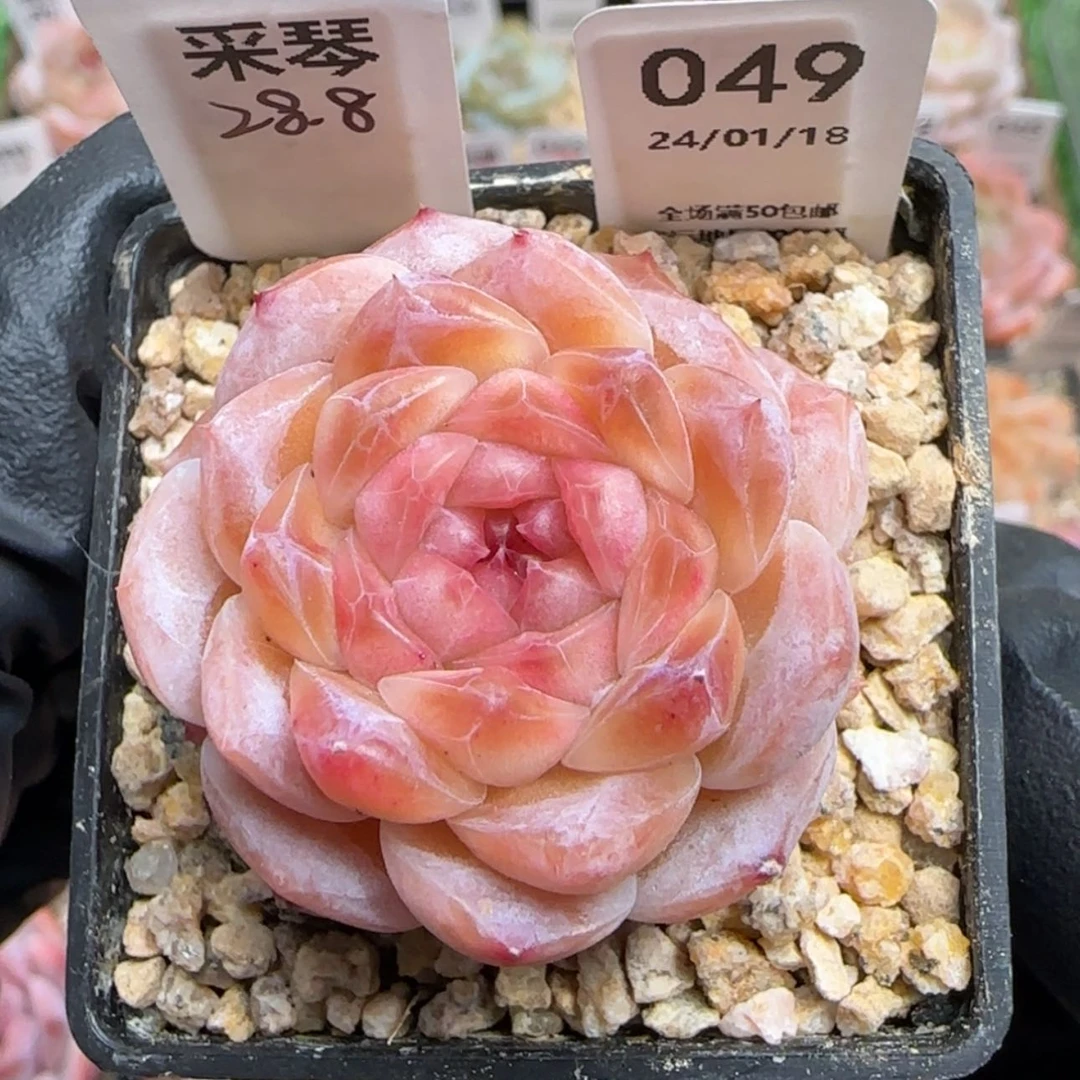 【闪购商品】049采琴