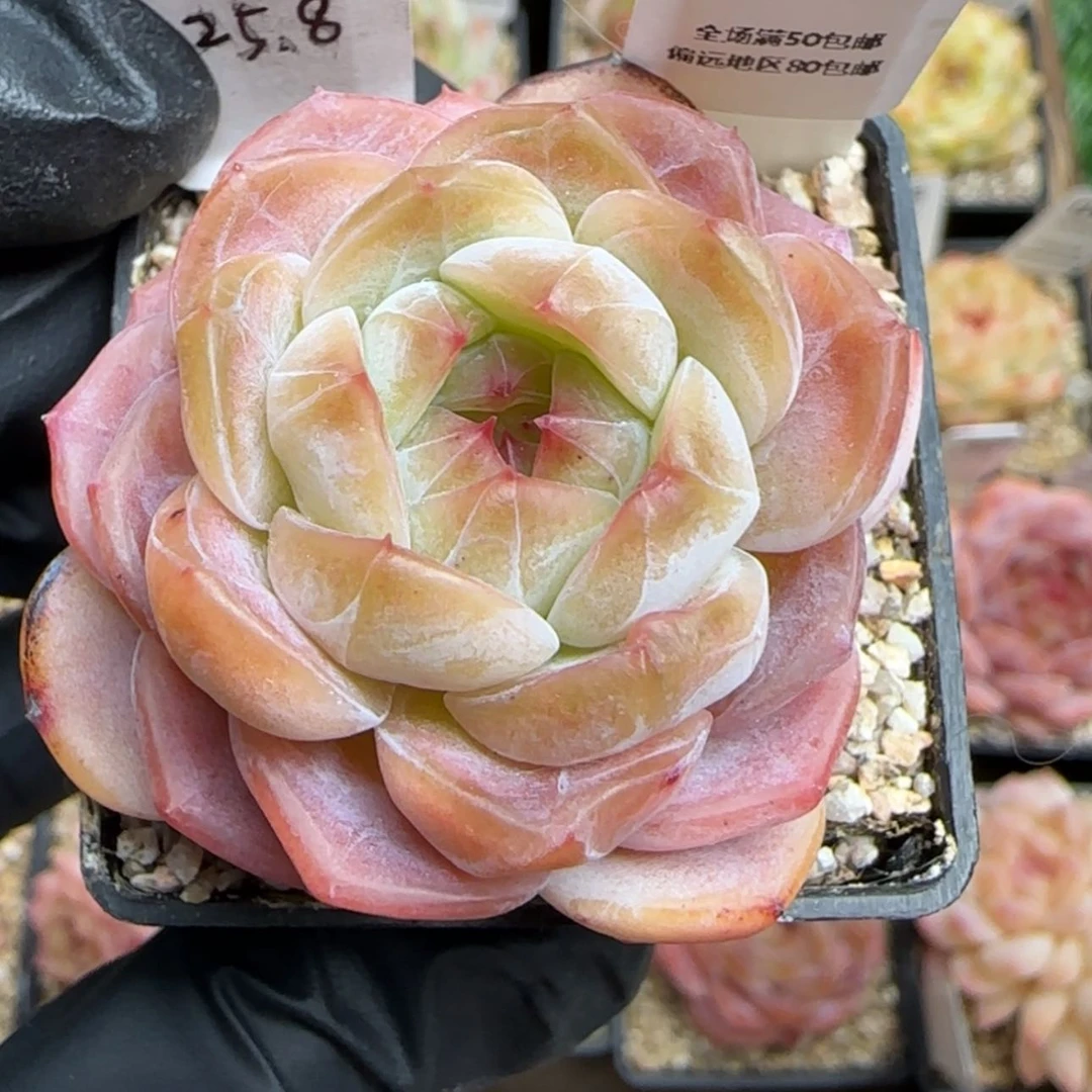 【闪购商品】101语汐