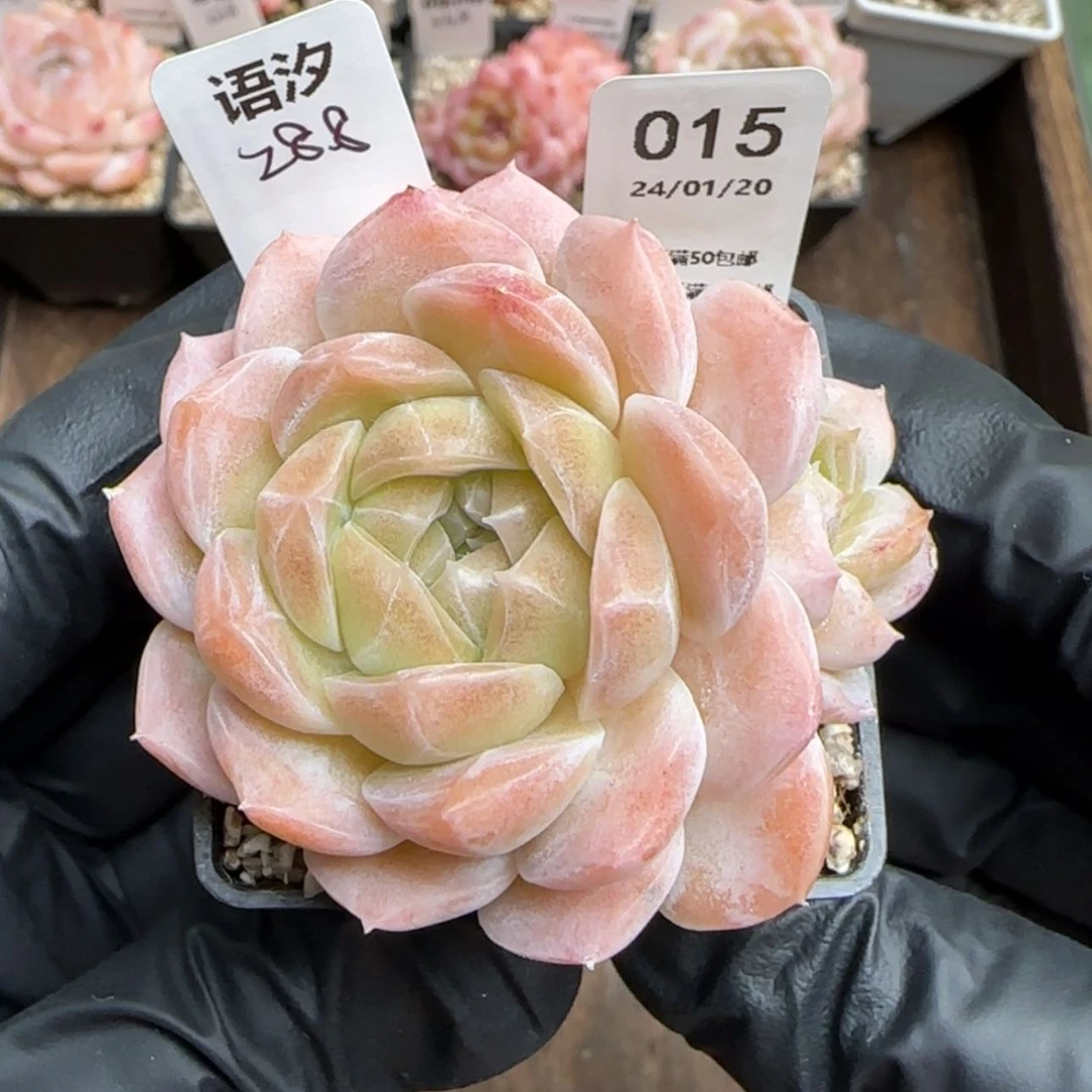 【闪购商品】015语汐