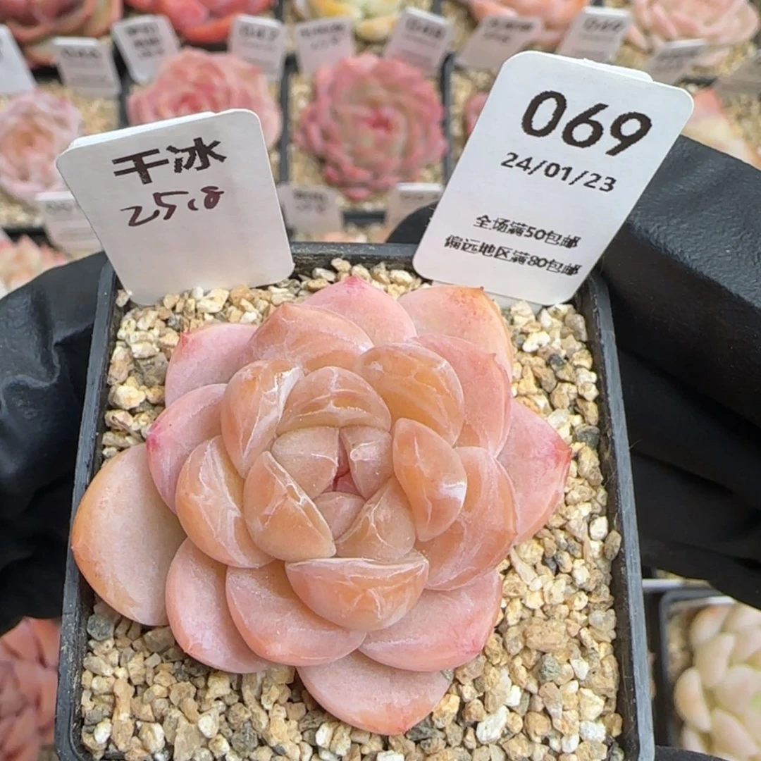 【闪购商品】069干冰