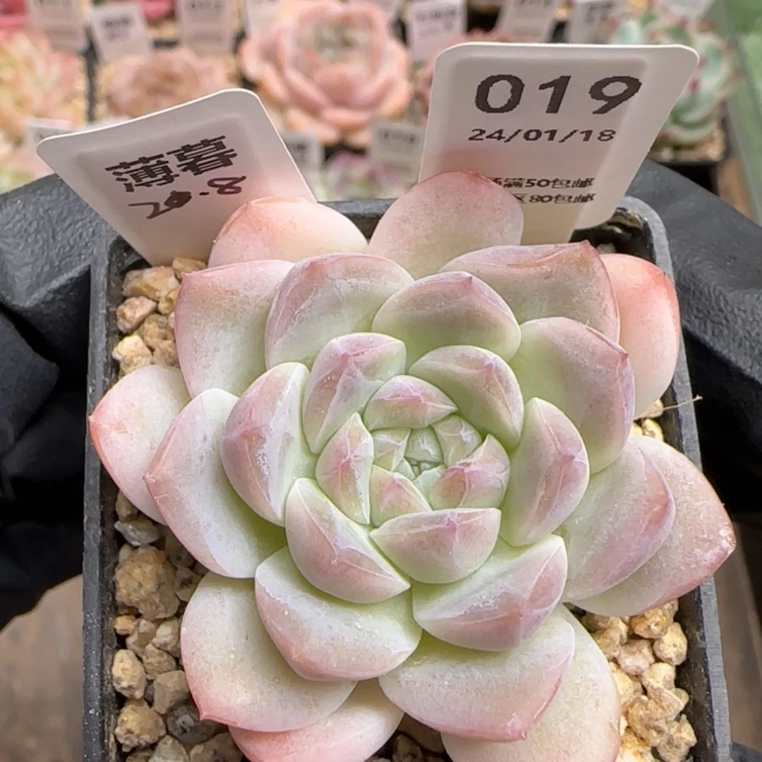 【闪购商品】019薄暮