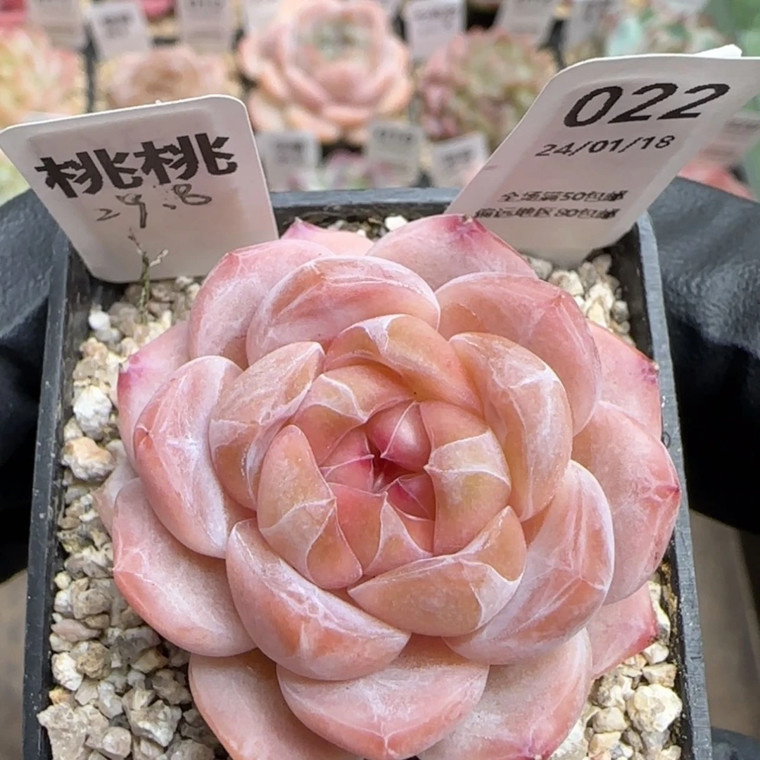 【闪购商品】022桃桃
