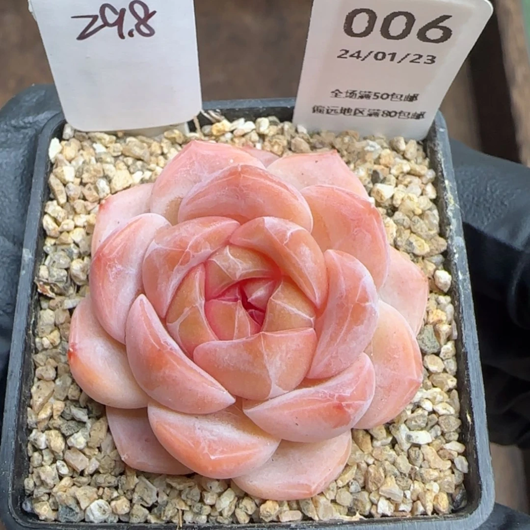 【闪购商品】   006桃桃