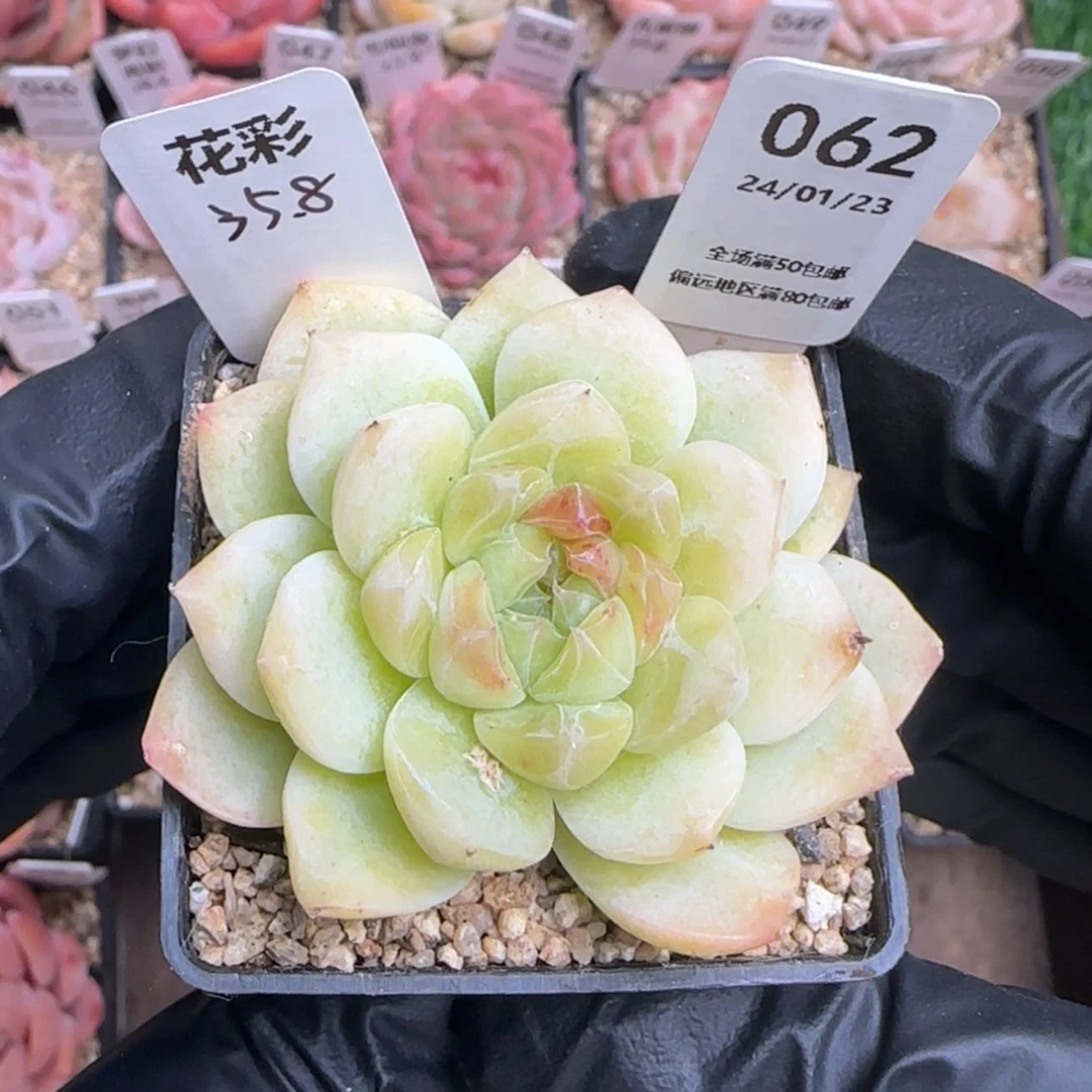 【闪购商品】062花彩