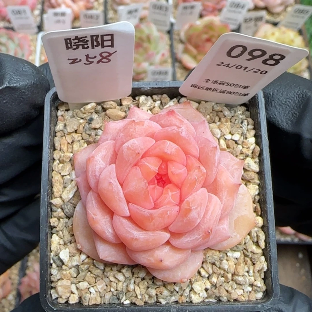 【闪购商品】098晓阳