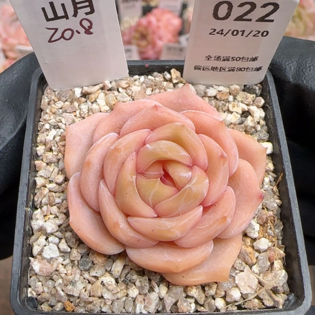 【闪购商品】022山月