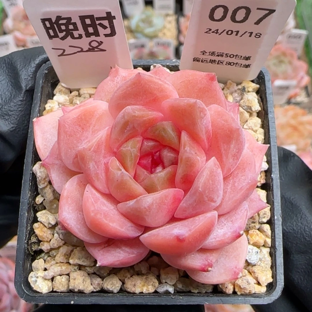 【闪购商品】007晚时