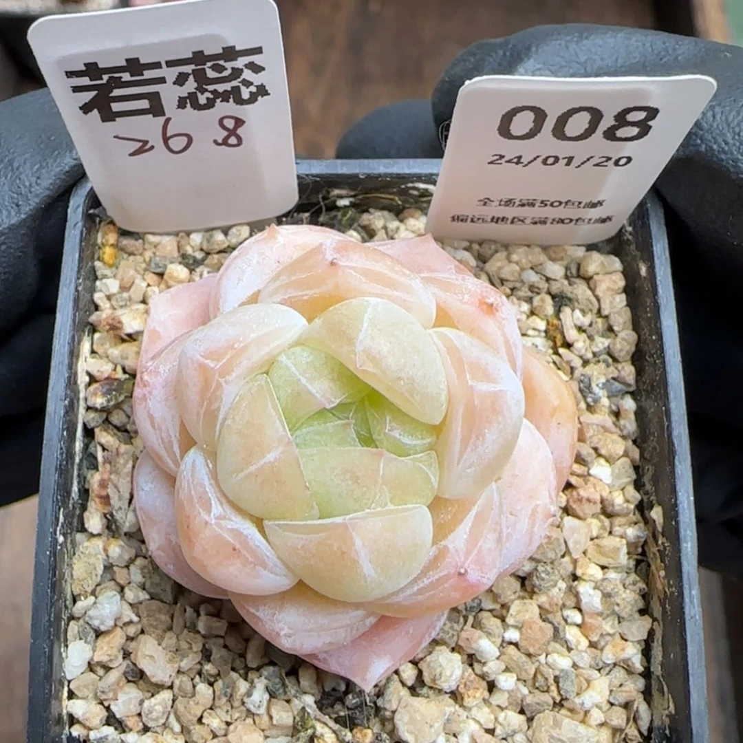 【闪购商品】008若蕊