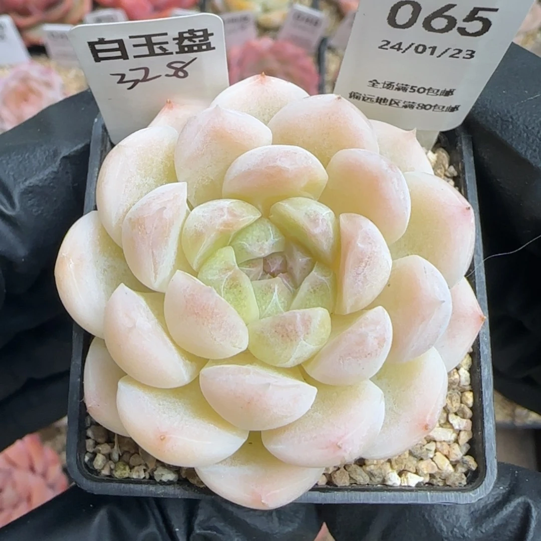 【闪购商品】065白玉盘